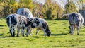 Cattle quietly grazing on green grass on an agricultural farm, two dairy cows and two calves Royalty Free Stock Photo