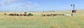 Cattle Ranch Royalty Free Stock Photo