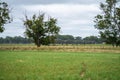 Cattle ranch farming landscape, with rolling hills and cows in fields, in Australia. Beautiful green grass and fat cows and bulls Royalty Free Stock Photo