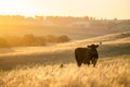 Cattle ranch farming landscape, with rolling hills and cows in fields, in Australia. Beautiful green grass and fat cows and bulls Royalty Free Stock Photo