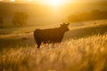 Cattle ranch farming landscape, with rolling hills and cows in fields, in Australia. Beautiful green grass and fat cows and bulls Royalty Free Stock Photo