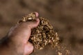 Cattle rancher analyzes sawdust and compost manure in the Compost Barn system.