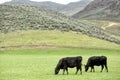 Black angus cattle on the range. Royalty Free Stock Photo