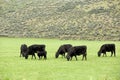 Black Angus cattle in a pasture Royalty Free Stock Photo