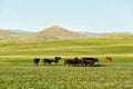 Black Angus and Hereford cattle on the range. Royalty Free Stock Photo