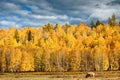 A cattle is in the rangeland