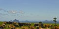 Cattle resting in front of Glasshouse Mountains, Sunshine Coast, Queensland, Australia. Royalty Free Stock Photo