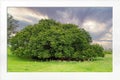 Cattle Resting Under an Old Fig Tree With White Frame Royalty Free Stock Photo