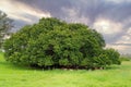 Cattle Resting Under an Old Fig Tree Royalty Free Stock Photo