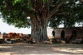 Cattle are resting under the Pipal tree Royalty Free Stock Photo