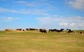 Cattle on the Ridge Royalty Free Stock Photo