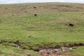 Cattle in Rio Grande do Sul Brazil