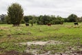 Cattle in Rio Grande do Sul Brazil