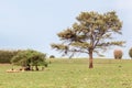 Cattle in Rio Grande do Sul Brazil