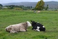 Cattle by River Ure, Haylands Bridge, Hawes, North Yorkshire, England, UK Royalty Free Stock Photo