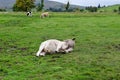 Cattle by River Ure, Haylands Bridge, Hawes, North Yorkshire, England, UK Royalty Free Stock Photo