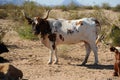 Cattle Roaming on Arizona Land Royalty Free Stock Photo