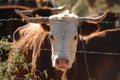 Cattle Roaming on Arizona Land