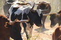 Cattle Roaming on Arizona Land Royalty Free Stock Photo
