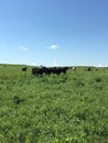 Cattle roaming the new grass Royalty Free Stock Photo