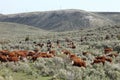 Cattle Round-up at branding time. Royalty Free Stock Photo