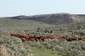 Cattle Round-up at branding time.