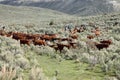 Cattle Round-up at branding time.