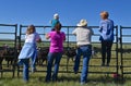 Cattle roundup and branding on a ranch