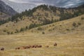 Cattle roundup in Montana foothills