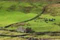Cattle and ruins of barn on fellside, Whernside Royalty Free Stock Photo