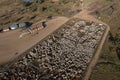 Cattle sale yards.