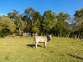 Cattle at Sertao do Ribeirao, in the south of Florianopolis, Brazil