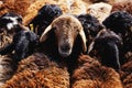 Cattle, sheep, goat and cow trading at traditional animal trading market at Kashgar, Xinjiang, China