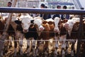 Cattle, sheep, goat and cow trading at traditional animal trading market at Kashgar, Xinjiang, China