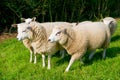 Cattle sheep in the grass