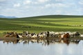 Cattle and sheep at a water hole in the Mongolian steppe Royalty Free Stock Photo