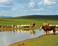Cattle and sheep at a water hole in the Mongolian steppe Royalty Free Stock Photo