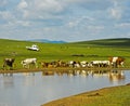 Cattle and sheep at a water hole in the Mongolian steppe Royalty Free Stock Photo