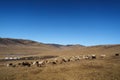 Sheeps on mongolian steppe Royalty Free Stock Photo
