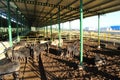 Cattle shelter Royalty Free Stock Photo