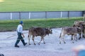 Cattle Show in Switzerland Royalty Free Stock Photo