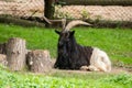 Cattle and small ruminants on the farm Royalty Free Stock Photo