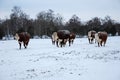 Cattle in snow