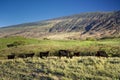 Cattle on the south side of Haleakala, Maui, Hawaii Royalty Free Stock Photo