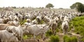 Cattle in South Sudan