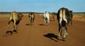 Cattle Stampede Royalty Free Stock Photo