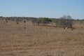 Cattle station in outback Queensland, Australia Royalty Free Stock Photo