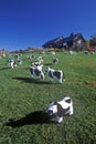 Cattle statuary grazing on lawn, Woodstock, VT