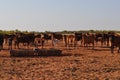 Cattle in stockyard pens australia outback with water trough