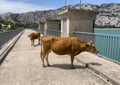 Cattle on sunny day in the Embassament de Cuber, Serra de Tramuntana, Mallorca Royalty Free Stock Photo